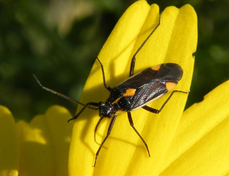 Capsodes flavomarginatus. (Miridae)
